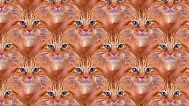 Обои картинки фото разное, компьютерный дизайн, фон, кошка, взгляд