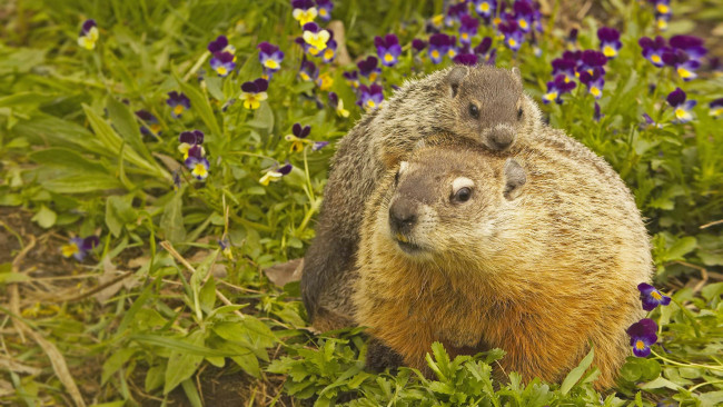 Обои картинки фото животные, - другое, сша, луговые, собачки, мн, дератизации