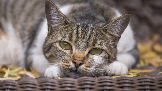 Обои картинки фото животные, коты, листья, отдых, профиль, морда