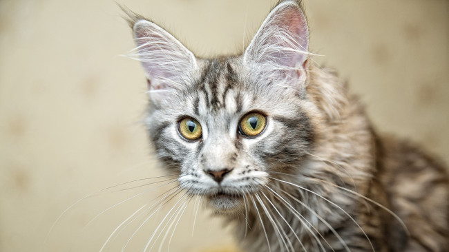 Обои картинки фото животные, коты, морда, профиль