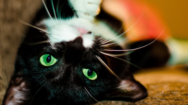 Обои картинки фото животные, коты, взгляд, морда