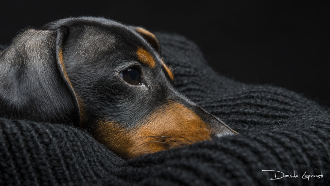 Обои картинки фото животные, собаки, собака, взгляд, такса, морда, глаза