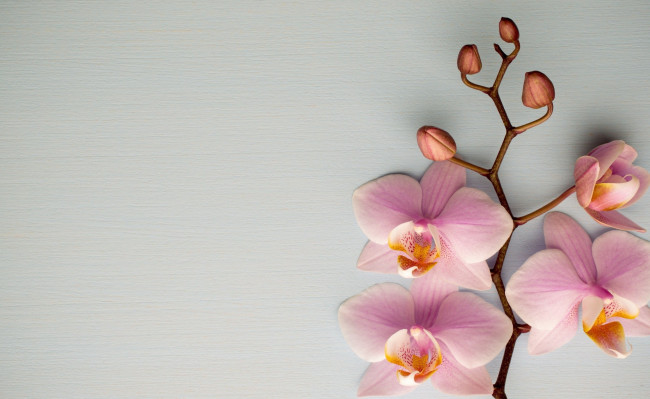Обои картинки фото цветы, орхидеи, розовые, ветка