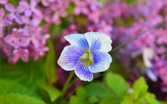 Обои картинки фото цветы, герань, весна, цветок, сирень