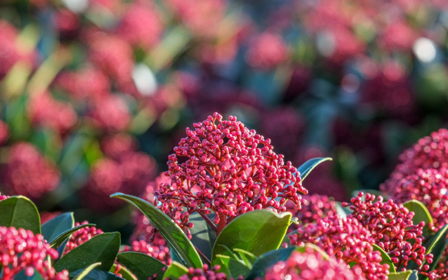 Обои картинки фото цветы, куст, соцветие, фон, растение, листья, цветение, природа