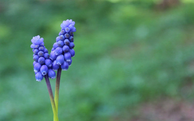 Обои картинки фото цветы, мышиный, гиацинт, мускари, боке, весна, цветок, макро, зелень
