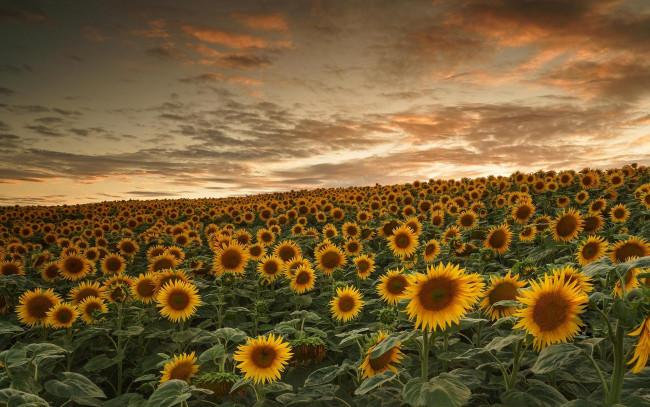 Обои картинки фото цветы, подсолнухи, закат, поле, пейзаж