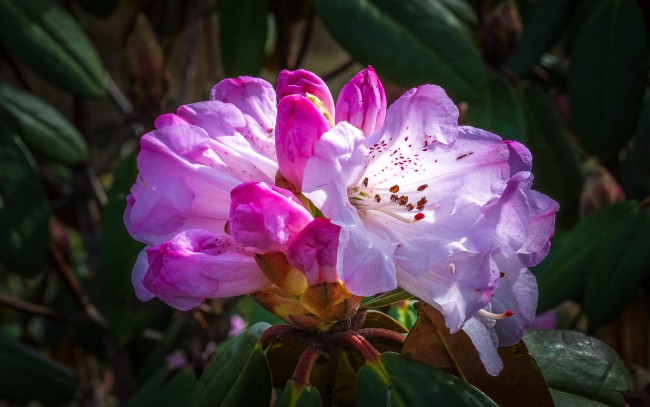 Обои картинки фото цветы, рододендроны , азалии, рододендрон, азалия, куст, листья