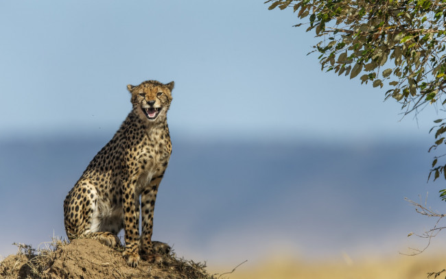 Обои картинки фото животные, гепарды, оскал, листья, земля, ветки