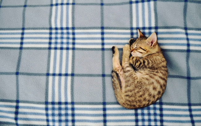 Обои картинки фото животные, коты, плед