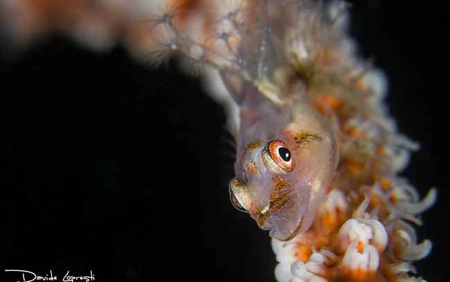 Обои картинки фото животные, рыбы, полипы, черный, фон, актинии, давиде, lopresti, актиний, подводный, мир, рыба