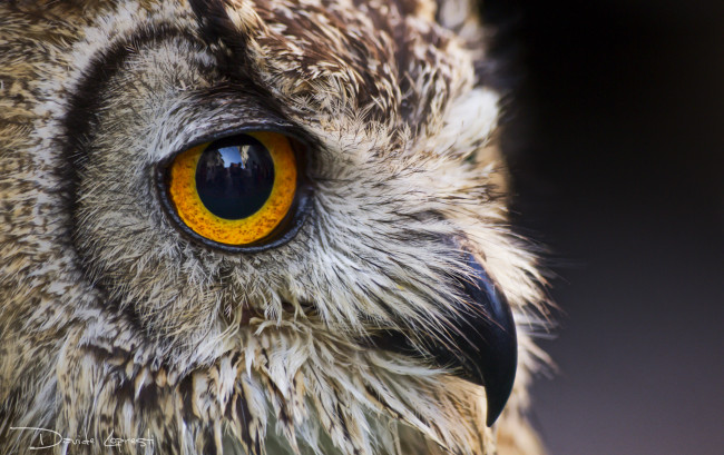 Обои картинки фото животные, совы, птица, окрас, перья, сова