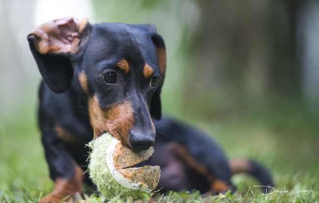 Обои картинки фото животные, собаки, глаза, такса, трава, шар, собака, взгляд, морда