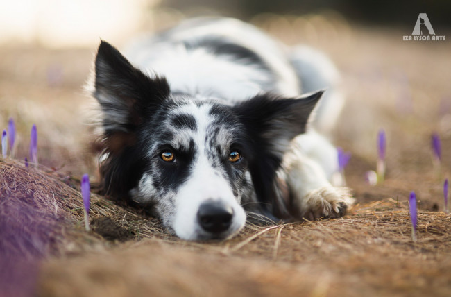 Обои картинки фото животные, собаки, бордер, колли, цветы, взгляд, собака, крокусы, весна, солнце, глаза