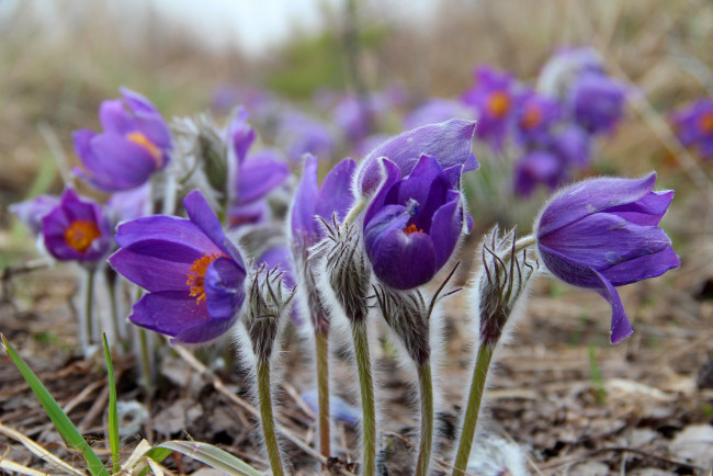 Обои картинки фото цветы, анемоны,  сон-трава, сон-трава, крест, весна