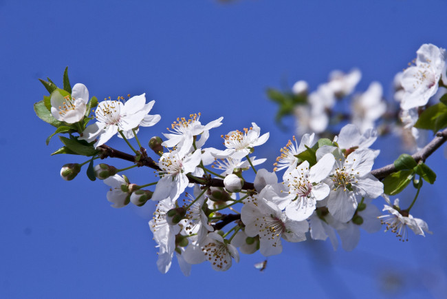 Обои картинки фото цветы, цветущие деревья ,  кустарники, цветение, ветка, слива, весна, макро