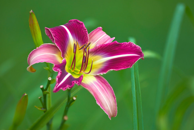 Обои картинки фото цветы, лилии,  лилейники, лилейник, бутоны, боке, лепестки, макро