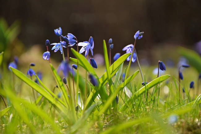 Обои картинки фото цветы, подснежники,  белоцветники,  пролески, шилла, боке, весна