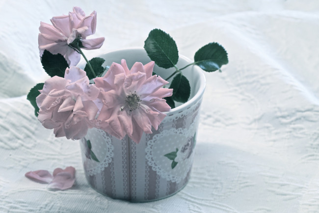 Обои картинки фото цветы, розы, лепестки