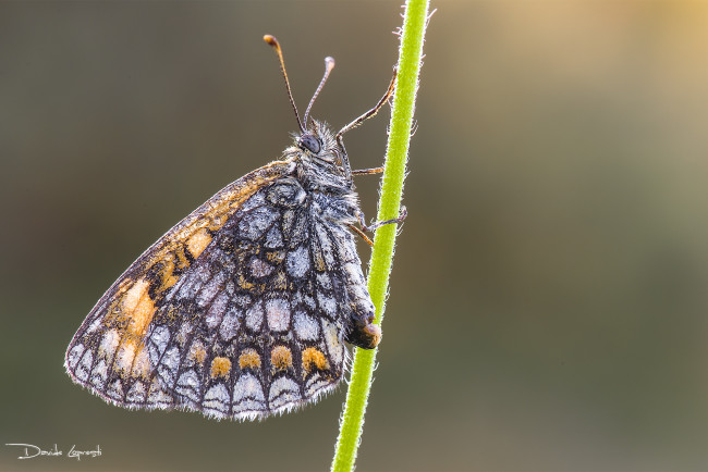 Обои картинки фото животные, бабочки,  мотыльки,  моли, фон, природа, давиде, стебель, насекомое, бабочка