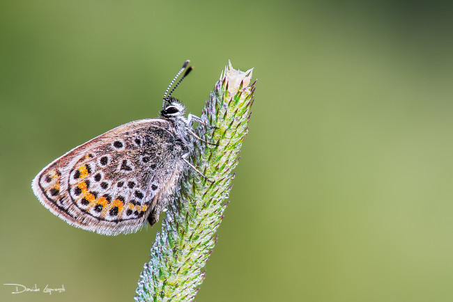 Обои картинки фото животные, бабочки,  мотыльки,  моли, насекомое, растения, природа, бабочка, фон