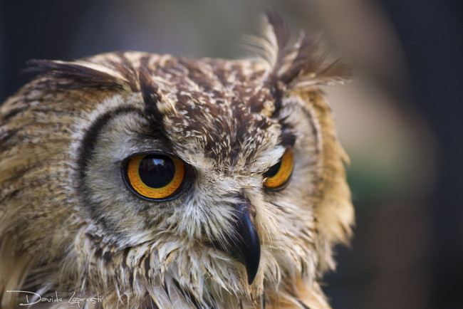 Обои картинки фото животные, совы, птица, окрас, перья, сова