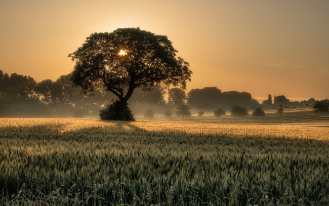 Обои картинки фото природа, поля, утро, колосья, поле, дерево