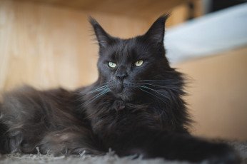 Картинка животные коты кот кошка