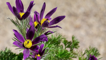 Картинка цветы анемоны +сон-трава сон-трава