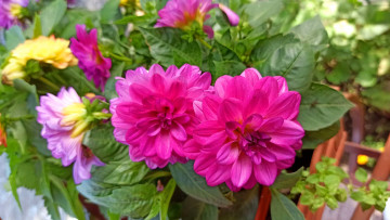 Картинка цветы георгины розовые