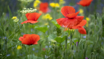 Картинка цветы маки луг лето