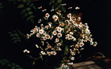 Картинка цветы ромашки букет