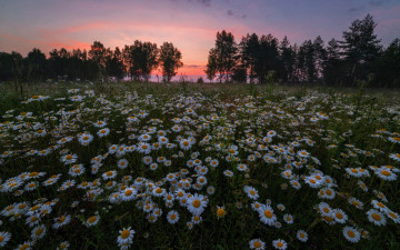 Картинка цветы ромашки луг закат