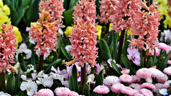 Обои картинки фото цветы, разные вместе, анютины, глазки, гиацинты, маргаритки