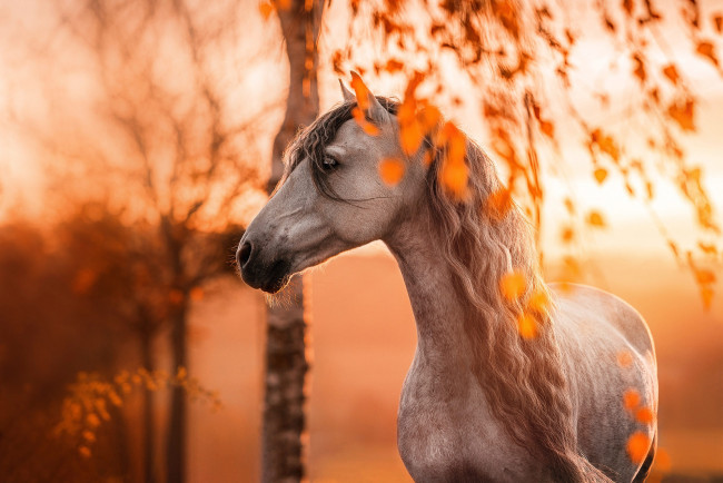 Обои картинки фото животные, лошади, лошадь