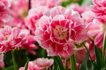 обоя цветы, тюльпаны, розовые, макро, много