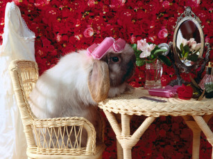 Картинка bad hare day животные кролики зайцы