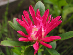 Картинка цветы астры