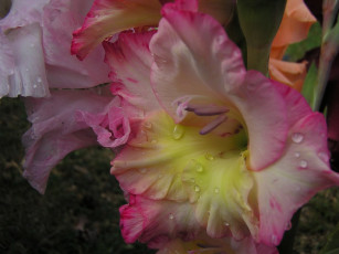 Картинка цветы гладиолусы