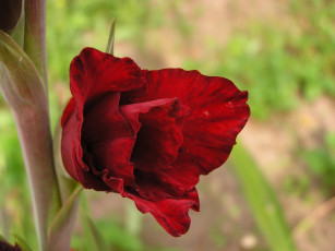 Картинка цветы гладиолусы