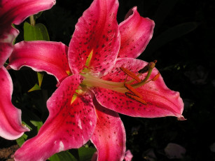 Картинка цветы лилии лилейники