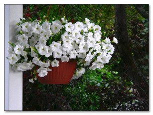 Картинка цветы петунии калибрахоа