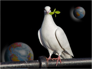 Картинка животные голуби