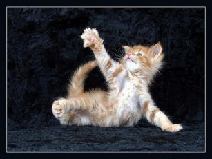 Картинка животные коты