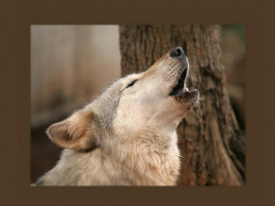 Картинка животные волки