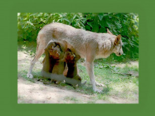 Картинка животные волки