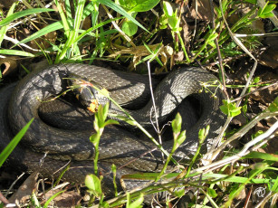 Картинка животные змеи питоны кобры