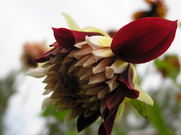 Обои картинки фото цветы, георгины