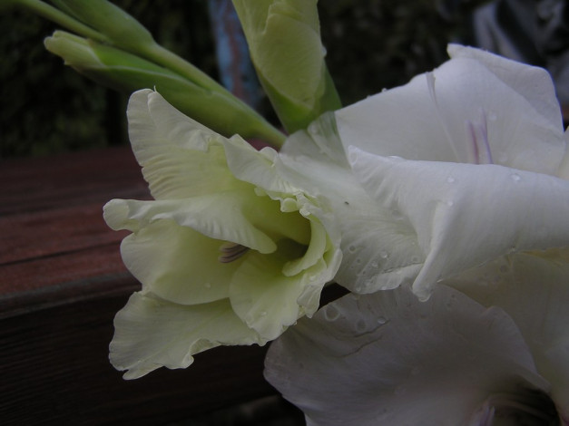 Обои картинки фото цветы, гладиолусы