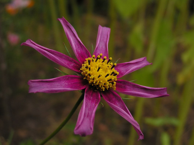 Обои картинки фото цветы, космея